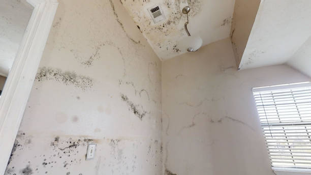 Mold Remediation for Vacation Homes in Madison, SD
