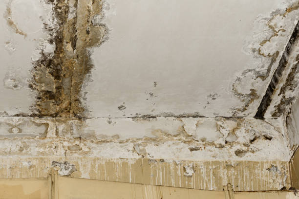 Best Black Mold Removal  in Madison, SD