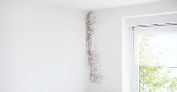 Best Real Estate Mold Inspection  in Madison, SD