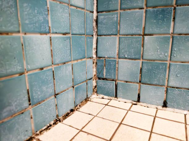 Best Mold Removal for HVAC Installations  in Madison, SD