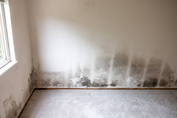Best Asbestos and Lead Testing During Mold Inspection  in Madison, SD