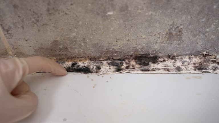 Best Mold Remediation for Healthcare Facilities  in Madison, SD